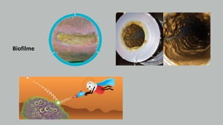 Biofilme
 