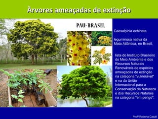 Profª Roberta Casali
Àrvores ameaçadas de extinçãoÀrvores ameaçadas de extinção
Caesalpinia echinata
leguminosa nativa da
Mata Atlântica, no Brasil.
lista do Instituto Brasileiro
do Meio Ambiente e dos
Recursos Naturais
Renováveis de espécies
ameaçadas de extinção
na categoria "vulnerável"
e na da União
Internacional para a
Conservação da Natureza
e dos Recursos Naturais
na categoria "em perigo".
 