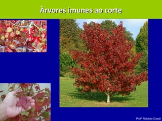 Profª Roberta Casali
Àrvores imunes ao corteÀrvores imunes ao corte
 