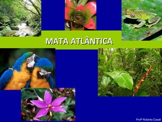 Profª Roberta Casali
MATA ATLÂNTICAMATA ATLÂNTICA
 