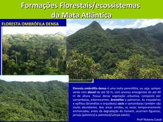 Profª Roberta Casali
Formações Florestais/ecossistemasFormações Florestais/ecossistemas
da Mata Atlânticada Mata Atlântica
FLORESTA OMBRÓFILA DENSA
Floresta ombrófila densa é uma mata perenifólia, ou seja: sempre
verde com dossel de até 50 m, com árvores emergentes de até 40
m de altura. Possui densa vegetação arbustiva, composta por
samambaias, arborescentes, bromélias e palmeiras. As trepadeiras
e epífitas (bromélias e orquídeas) cacts e samambaias também são
muito abundantes. Nas áreas úmidas, as vezes temporariamente
encharcadas, antes da degradação do homem, ocorriam figueiras,
jerivás (palmeira) e palmitos(Euterpe edulis).
 