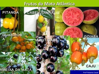 Profª Roberta Casali
PITANGAPITANGA
GOIABAGOIABA
JABUTICABAJABUTICABA
CAJUCAJU
Frutas da Mata AtlânticaFrutas da Mata Atlântica
CABELUDINHACABELUDINHA
AMEIXA DA MATAAMEIXA DA MATA
GUABIROBGUABIROB
AA
 