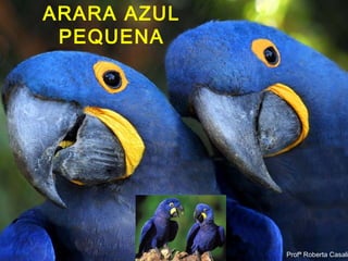 Profª Roberta Casali
ARARA AZUL
PEQUENA
Profª Roberta Casali
 