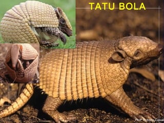 Profª Roberta Casali
TATU BOLA
Profª Roberta Casali
 