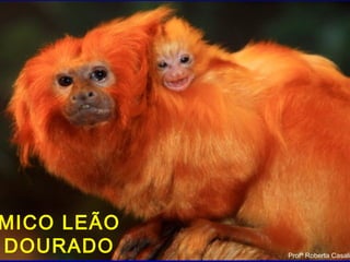 Profª Roberta Casali
MICO LEÃO
DOURADO Profª Roberta Casali
 