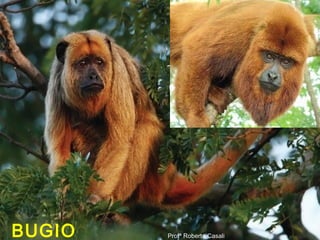 Profª Roberta Casali
bugio
BUGIO Profª Roberta Casali
 