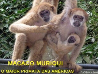 Profª Roberta Casali
MACACO MURIQUI
O MAIOR PRIMATA DAS AMÉRICAS Profª Roberta Casali
 