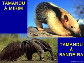 Profª Roberta Casali
TAMANDU
Á MIRIM
TAMANDU
Á
BANDEIRA
 