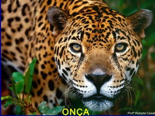 Profª Roberta CasaliONÇA Profª Roberta Casali
 