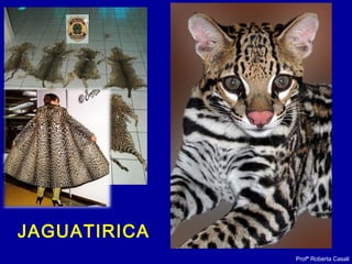 Profª Roberta Casali
JAGUATIRICA
 
