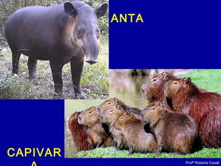 Profª Roberta Casali
ANTA
CAPIVAR
 