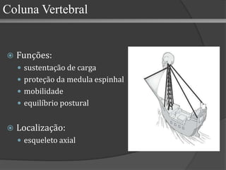 Funções: sustentação de carga proteção da medula espinhal mobilidade equilíbrio postural Localização: esqueleto axial Coluna Vertebral 