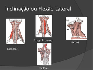Flexão Cervical ECOM Longo da cabeça Longo do pescoço 