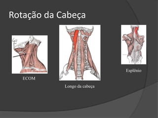 Inclinação ou Flexão Lateral ECOM Longo do pescoço Escalenos Esplênio 