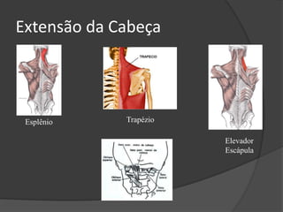 Rotação da Cabeça ECOM Longo da cabeça Esplênio 