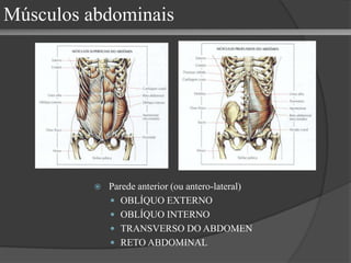 Músculos do tronco Provêem estabilidade extrínseca a coluna vertebral (discos e ligamentos = estabilidade intrínseca) Músculos abdominais  Músculos do dorso Extrínsecos* Superficial (trapézio e grande dorsal) Intermediário (serrátil posterior) Intrínsecos (ou profundos)** Lâmina superficial Lâmina intermediária Lâmina profunda *mmss e respiração; **movimentos próprios da coluna vertebral e cabeça músculos do dorso 