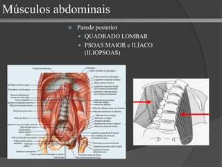 Músculos abdominais Parede anterior (ou antero-lateral) OBLÍQUO EXTERNO OBLÍQUO INTERNO TRANSVERSO DO ABDOMEN RETO ABDOMINAL 