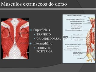 Parede posterior QUADRADO LOMBAR PSOAS MAIOR e ILÍACO (ILIOPSOAS) Músculos abdominais 