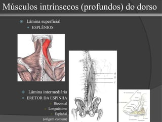 Superficiais TRAPÉZIO GRANDE DORSAL Intermediário SERRÁTIL POSTERIOR Músculos extrínsecos do dorso 