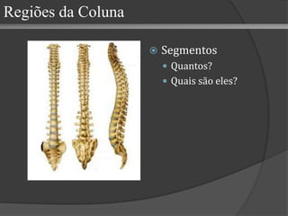 Regiões da Coluna Segmentos Quantos? Quais são eles? 
