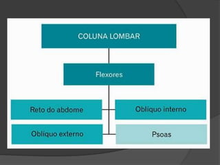 Semi-espinhal; Multífidos Intertransversos; Interespinhal; Rotadores Lâmina profunda TRASNVERSOESPINHAIS Semi-espinhal Multífido Rotadores Intertransversos Interespinhais Músculos intrínsecos (profundos) do dorso 