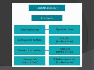 LIMA, C.S et al. Cinesiologia e musculação.  Porto Alegre, Artmed, 2006. 