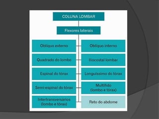 LIMA, C.S et al. Cinesiologia e musculação.  Porto Alegre, Artmed, 2006. 