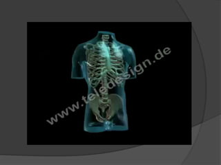 LIMA, C.S et al. Cinesiologia e musculação.  Porto Alegre, Artmed, 2006. 