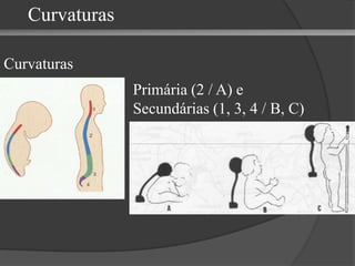 Curvaturas Curvaturas Primária (2 / A) e  Secundárias (1, 3, 4 / B, C) 