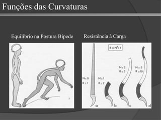 Funções das Curvaturas Equilíbrio na Postura Bípede Resistência à Carga 