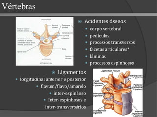 Acidentes ósseos corpo vertebral pedículos processos transversos facetas articulares* lâminas processos espinhosos Ligamentos longitudinal anterior e posterior flavum/flavo/amarelo inter-espinhoso Inter-espinhosos e  inter-transversários Vértebras 