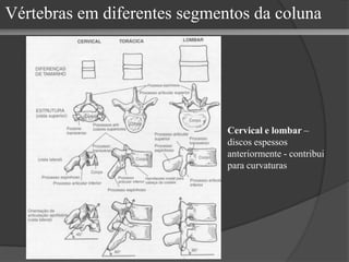 Vértebras em diferentes segmentos da coluna Cervical e lombar  – discos espessos anteriormente - contribui para curvaturas 