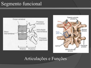 Articulações e Funções Segmento funcional 