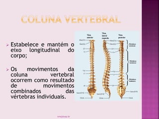  Estabelece e mantém o
eixo longitudinal do
corpo;
 Os movimentos da
coluna vertebral
ocorrem como resultado
de movimentos
combinados das
vértebras individuais.
smaj@usp.br
 