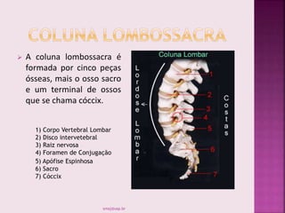  A coluna lombossacra é
formada por cinco peças
ósseas, mais o osso sacro
e um terminal de ossos
que se chama cóccix.
1) Corpo Vertebral Lombar
2) Disco intervetebral
3) Raiz nervosa
4) Foramen de Conjugação
5) Apófise Espinhosa
6) Sacro
7) Cóccix
smaj@usp.br
 