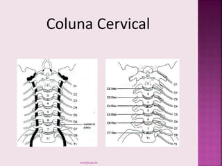 smaj@usp.br
Coluna Cervical
 