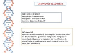 MECANISMOS DE AGRESSÃO
REDUÇÃO DE ENERGIA
Redução do fluxo sanguíneo
Redução da produção de ATP
Aumento da demanda de ATP
INFLAMAÇÃO
Ação do calor (queimadura), de um agente químico corrosivo
ou de uma bactéria que invade o organismo é seguida de
respostas teciduais que se traduzem por modificações da
microcirculação e pela saída de leucócitos e de plasma dos
vasos para o interstício.
 