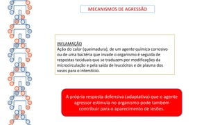 MECANISMOS DE AGRESSÃO
INFLAMAÇÃO
Ação do calor (queimadura), de um agente químico corrosivo
ou de uma bactéria que invade o organismo é seguida de
respostas teciduais que se traduzem por modificações da
microcirculação e pela saída de leucócitos e de plasma dos
vasos para o interstício.
A própria resposta defensiva (adaptativa) que o agente
agressor estimula no organismo pode também
contribuir para o aparecimento de lesões.
 