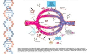 Esquema dos componentes de um órgão. Estão indicados: circulação sanguínea, vasos linfáticos, células do parênquima (CP), células dendríticas (CD), células do estroma (F),
inervação, interstício ou matriz extracelular com fibras (colágenas e elásticas) e substância fundamental, mastócitos (M) e células do sangue. indica uma agressão qualquer. São
mostrados ainda o sistema proteolítico de contato, histamina (Hi) e prostaglandinas (PG). Ag: antígeno; Ba: basófilos; Eo: eosinófilos; L: linfócitos; Mo: monócitos; P: plaquetas;
PH: pressão hidrostática; PMN: polimorfonucleares neutrófilos; PO: pressão oncótica.
 