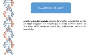 As alterações da inervação representam lesões importantes, devido
ao papel integrador de funções que o tecido nervoso exerce. As
alterações locais dessas estruturas são, infelizmente, ainda pouco
conhecidas
CLASSIFICAÇÃO DAS LESÕES
 