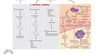 1- HIPÓXIA e ANÓXIA
 