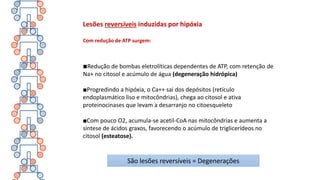 Lesões reversíveis induzidas por hipóxia
Com redução de ATP surgem:
■Redução de bombas eletrolíticas dependentes de ATP, com retenção de
Na+ no citosol e acúmulo de água (degeneração hidrópica)
■Progredindo a hipóxia, o Ca++ sai dos depósitos (retículo
endoplasmático liso e mitocôndrias), chega ao citosol e ativa
proteinocinases que levam a desarranjo no citoesqueleto
■Com pouco O2, acumula-se acetil-CoA nas mitocôndrias e aumenta a
síntese de ácidos graxos, favorecendo o acúmulo de triglicerídeos no
citosol (esteatose).
São lesões reversíveis = Degenerações
 