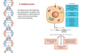 2- Radicais Livres
Os radicais livres são moléculas
que apresentam um elétron não
emparelhado no orbital externo,
o que as torna muito reativas
com outras moléculas
 