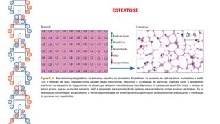 ESTEATOSE
 