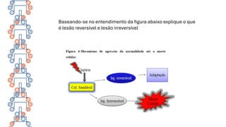 Baseando-se no entendimento da figura abaixo explique o que
é lesão reversível e lesão irreversível
 