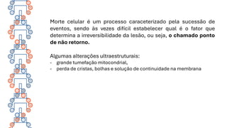 Morte celular é um processo caraceterizado pela sucessão de
eventos, sendo às vezes difícil estabelecer qual é o fator que
determina a irreversibilidade da lesão, ou seja, o chamado ponto
de não retorno.
Algumas alterações ultraestruturais:
- grande tumefação mitocondrial,
- perda de cristas, bolhas e solução de continuidade na membrana
 