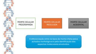 MORTE CELULAR
PROGRAMADA
MORTE CELULAR
REGULADA
MORTE CELULAR
ACIDENTAL
A diferenciação entre os tipos de morte é feita pelos
achados morfológicos e pela identificação dos
aspectos moleculares envolvidos.
 