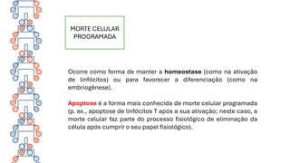 MORTE CELULAR
PROGRAMADA
Ocorre como forma de manter a homeostase (como na ativação
de linfócitos) ou para favorecer a diferenciação (como na
embriogênese).
Apoptose é a forma mais conhecida de morte celular programada
(p. ex., apoptose de linfócitos T após a sua ativação; neste caso, a
morte celular faz parte do processo fisiológico de eliminação da
célula após cumprir o seu papel fisiológico).
 