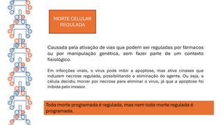 MORTE CELULAR
REGULADA
Toda morte programada é regulada, mas nem toda morte regulada é
programada.
Causada pela ativação de vias que podem ser reguladas por fármacos
ou por manipulação genética, sem fazer parte de um contexto
fisiológico.
Em infecções virais, o vírus pode inibir a apoptose, mas ativa cinases que
induzem necrose regulada, possibilitando a eliminação do agente. Ou seja, a
célula decidiu morrer por necrose para eliminar o vírus, já que a apoptose foi
inibida pelo invasor.
 