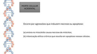 Ocorre por agressões que induzem necrose ou apoptose:
(a) anóxia no miocárdio causa necrose de miócitos;
(b) intoxicação etílica crônica que resulta em apoptose nessas células.
MORTE CELULAR
ACIDENTAL
 